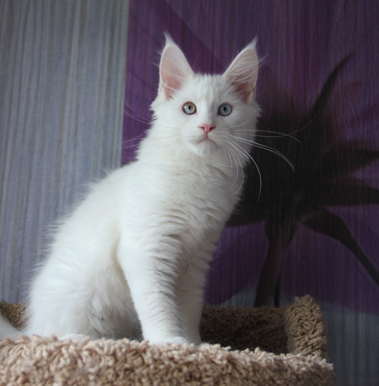 White Maine Coon kitten For sale