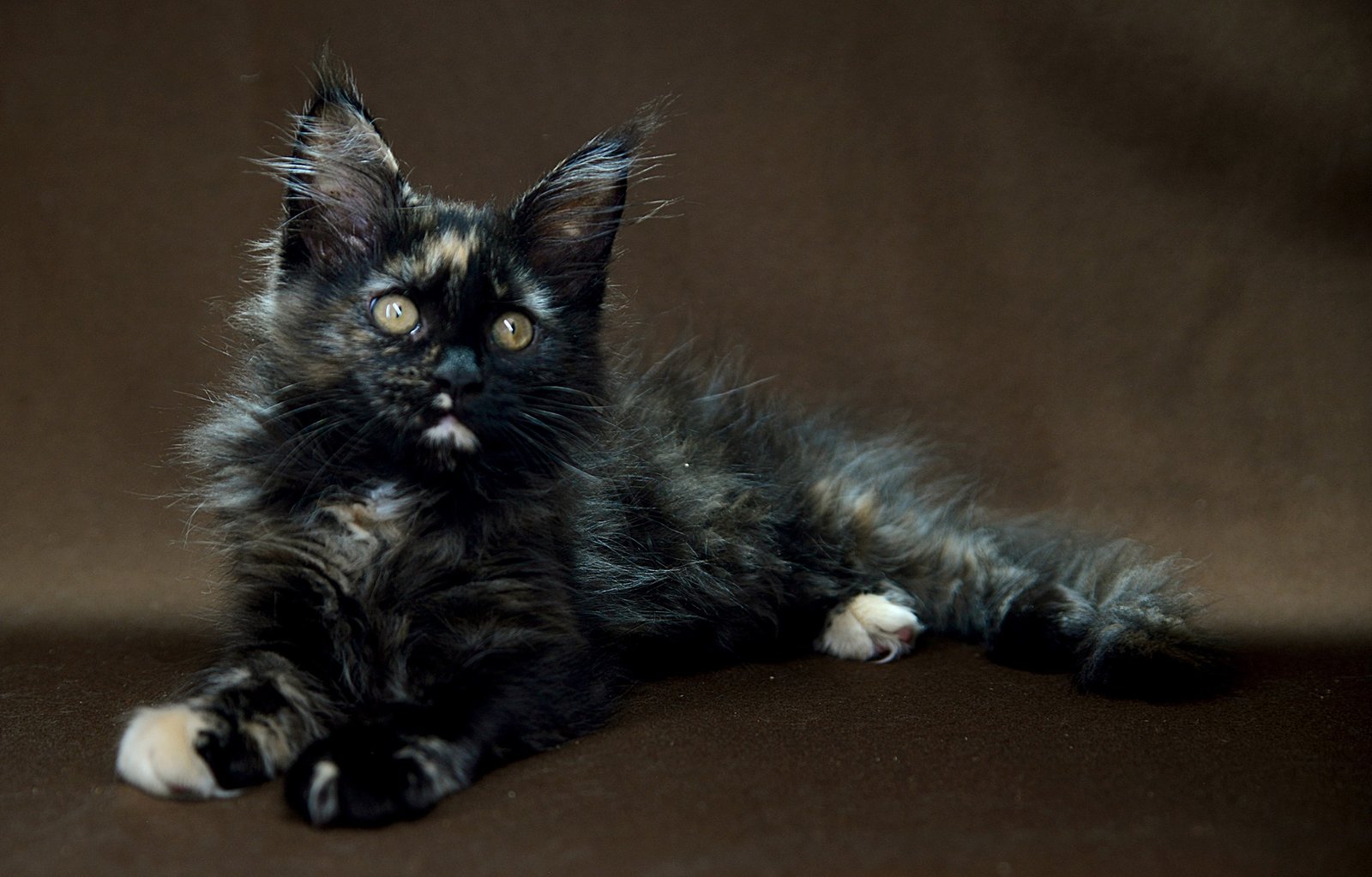 Calico Maine Coon Kitten