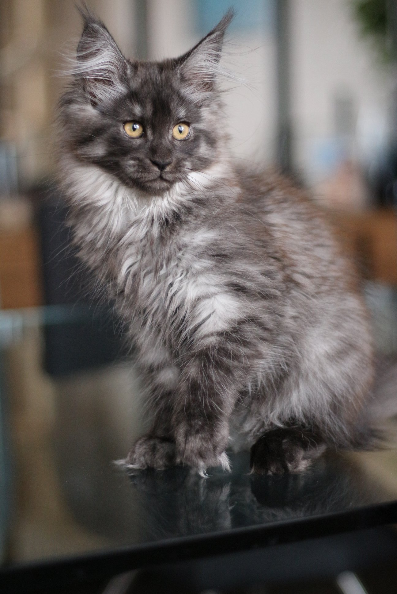 Reece - White Smoke Maine Coon Kitten For Sale